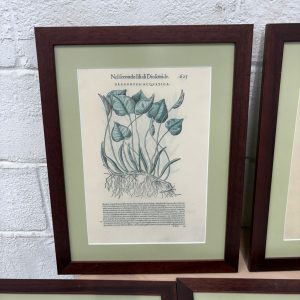 CUADROS DE PLANTAS MEDICINALES (1)