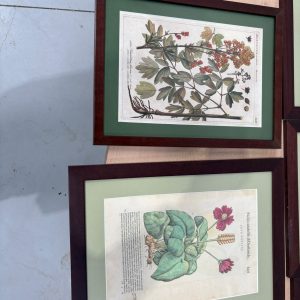 CUADROS DE PLANTAS MEDICINALES (3)