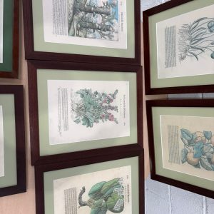 CUADROS DE PLANTAS MEDICINALES (4)