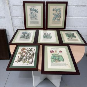 Lote de 7 cuadros con ilustraciones botánicas